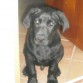 lucky en el pasillo
