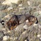 la siesta en pleno monte de ARON.