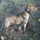 en el campo