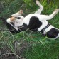en el campo