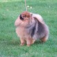 Nelly - female - 
de Agosto 2009
15 meses en la foto
19 cm, 1,9 kg
Linea: UK 
Pedigree English Kennel Club
inscrito en el LOE de la RSCE
