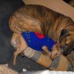 Tigre le cuida como otro hijo suyo, le lava, le da calorcito.. es un amor! :)