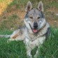 Este es Aros mi perro lobo checoslovaco