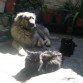 Y aca esta con mis 2 gatos, los 3 juntos, Koda, Nesus y Becker.