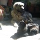 Mi perrita con mi otro gato "Becker"