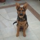conan en la terraza despues del baño