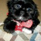 Este chico hermoso se llama Jack. Es un Shih-Tzu imperial.  Es muuuuuuuuuuuuy jugueton, el rey de mi casa... :)