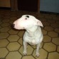 Golfo!