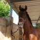 Aki está un caballo de mi hípica al k vendieron.