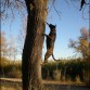 escalada en el arbol