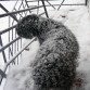 Parezco un perro de las nieves,
bueno me voy para el chavolo que la cosa se esta poniendo chunga.
