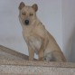 Este es mi perro, es un cruce entre un Pastor aleman y un Doberman.