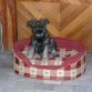 REX: es un perro muy jugueton, se enoja si lo dejamos solo, como sabemos que esta enojado? pues no nos hace caso en el momento que llegamos,sino hasta que se le baja el coraje. Y tampoco quiere comer.