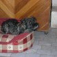 REX DESCANSANDO