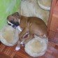 aqui dormida en su oso