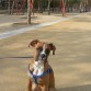 mi sacha de paseo en un buen dia
