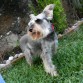 mi schnauzer  miniatura =) tota!!!