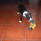 divirtiendose a ladrido limpioo!!