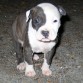 Mia de cachorro