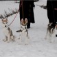 Roki y sus hermanos. Roki es el de la derecha. En medio está Enne y a la izquierda Hohto.