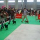 Exposición canina Valls 2011
Viel de Caprichitos
Clase Joven: EXC 1º - CCJ