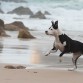 Un pitbull en la playa 