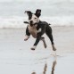 Una pitbull en la playa 