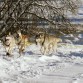 Escena muy graciosa en una carrera de trineos. El perro sentado se hirió y ahí va tan pancho mientras los otros jadean y tiran =)