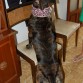 pose