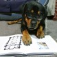 Intelectual #smardogs "rottweilersmart