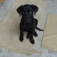 su carita despues de haber mordido la alfombra!! jajaja