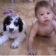 los dos cachorritos de mi casa mi perra de aguas española y mi hijo 