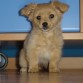 Canela.. es un mezcla de lulu pomeriana y un shiwawa :)