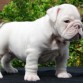 ENGLISH-BULLDOG-PUPPIES-puppiestogo