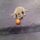 jugando con mi pelota