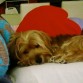 Giorgi es muy special, es un perrito demasiado cariñoso, muy bueno con todo el mundo, le gusta mucho estar tumbado jejeje, y le gusta mucho ponerse de pie un bue rato para que le den algo de comida nuestra!!