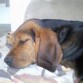 Traka durmiendo