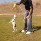 killer y su pollo