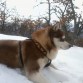 Jasper en plena naturaleza