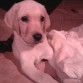 Bruno limpito....