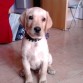 Bruno 2 meses y medio