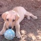Su pelota preferida....
