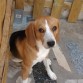 Esperando al paseo......
