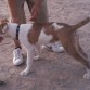 hace casi dos meses le dio parvovirus al leon y quedo todo flaco ya pasaron esos casi dos meses y aun no recupera peso