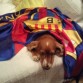 visca el Barça....
