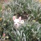 JUGANDO EN EL JARDIN