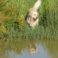 boby casi en el agua