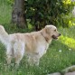 boby en el campo