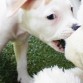 Golfa jugando con su peluche