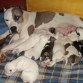 LOS COMELONES